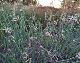 30+ Egyptian Walking Onion Bulbs Regenerative Value Pack Small Topset Bulbs
