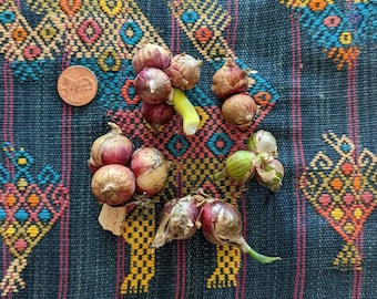 10+ Egyptian Walking Onion Bulbs Beyond Organic Medium Size Topset Bulbs