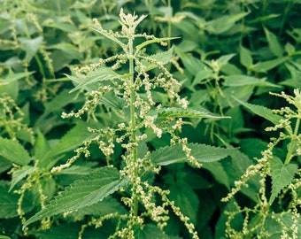 Stinging Nettle 5 Live Plants with Roots Beyond Organic Bareroot