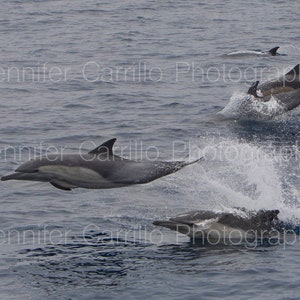 Tanzender Delfin