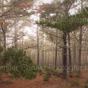 Golden Fog and Trees
