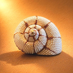 May include: A detailed, white seashell with a spiral design. The shell features a textured surface with small, rounded bumps and is accented with reddish-brown lines. The centre of the shell has a gold-coloured detail. The shell is set against a warm, neutral background.
