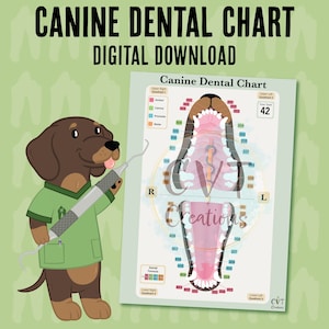 Cuadro dental canino (descarga digital)