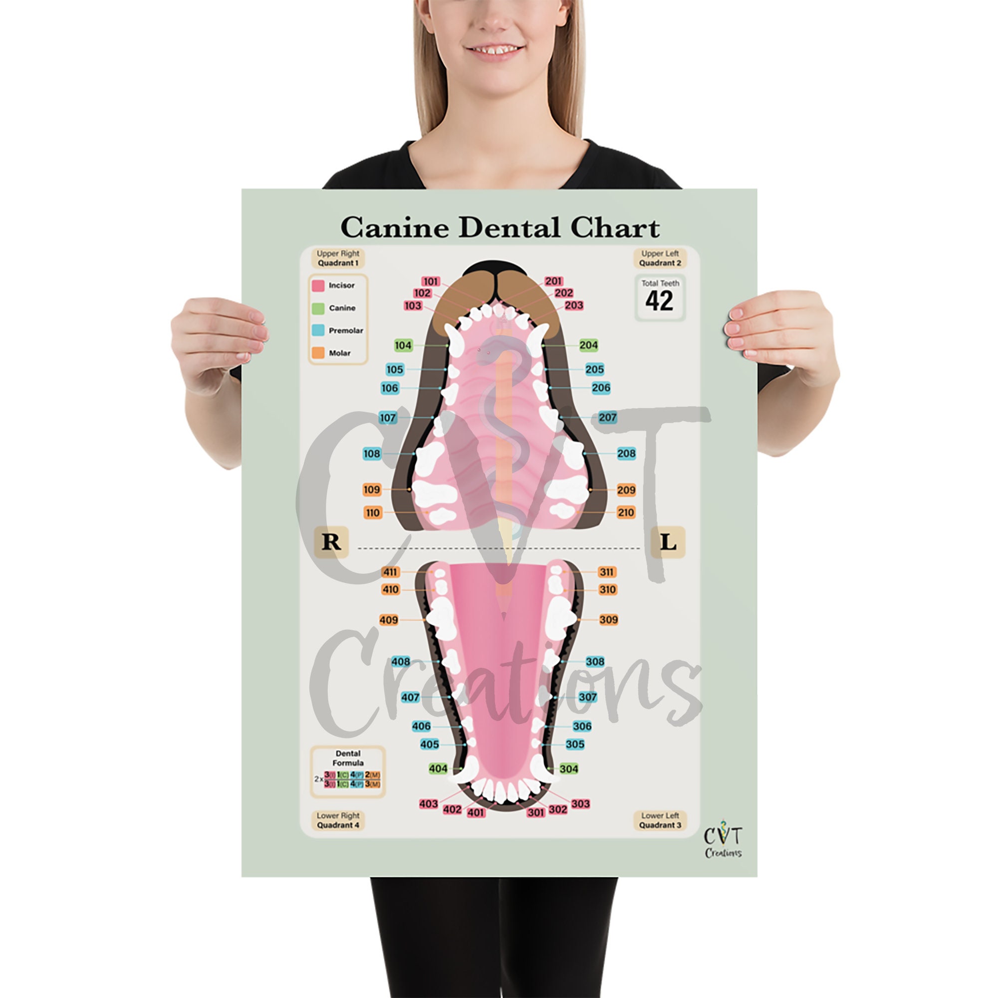 Impresión de carta dental canina Etsy España