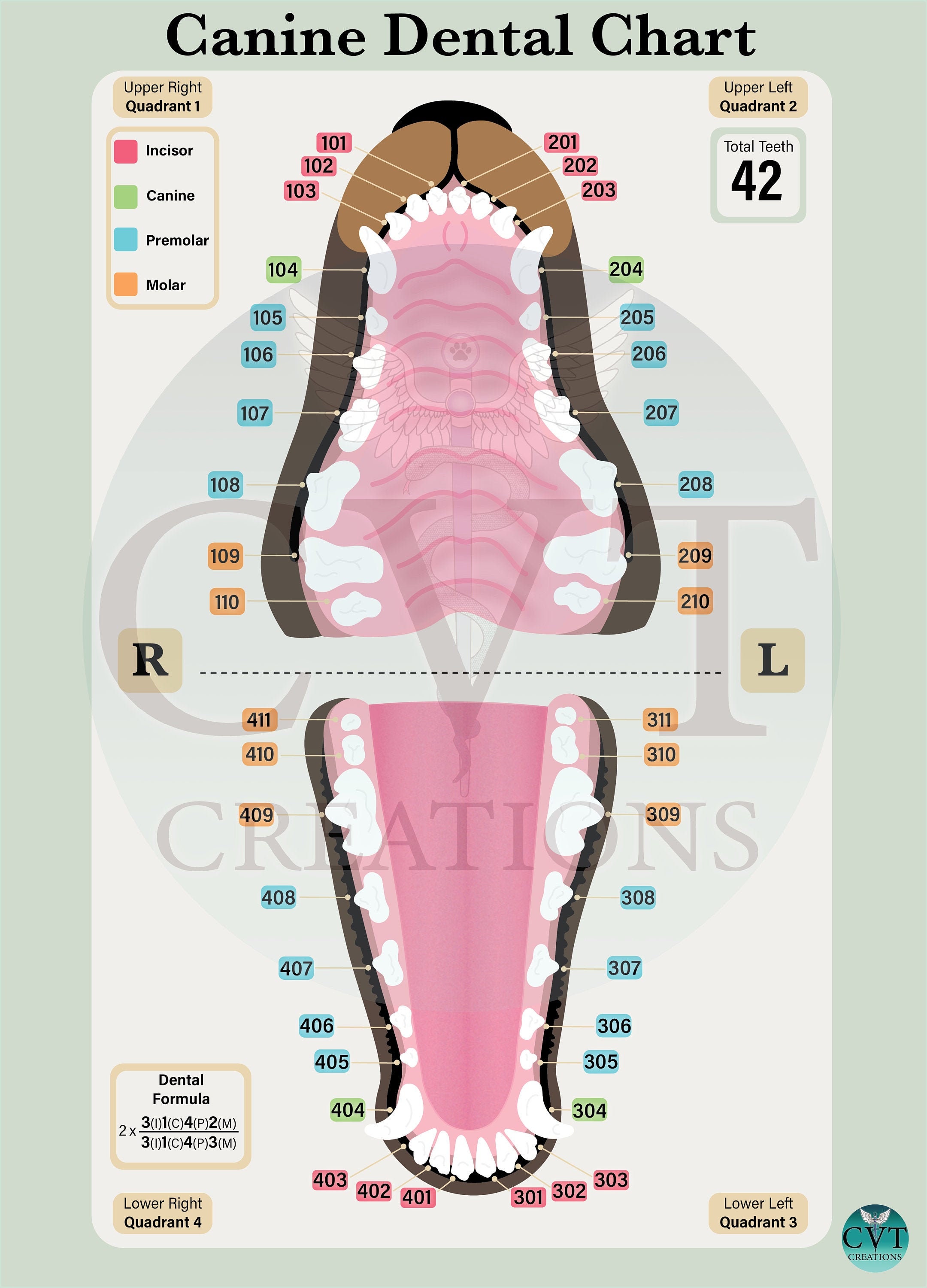 Dog Teeth Charting