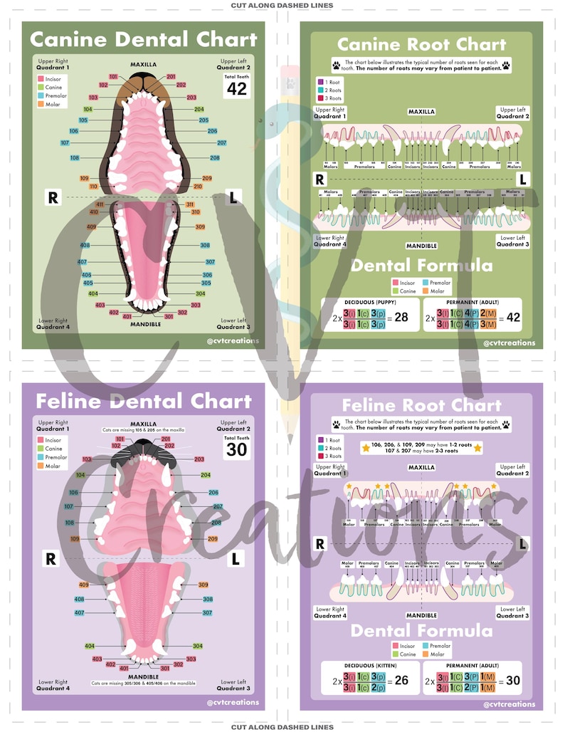 Dogs Root Table Canine & Feline Dentistry Pocket Guides (digital Download) - Etsy