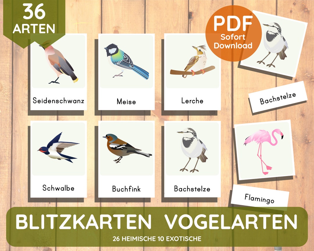 Flash Cards Montessori Lernkarten Vögel Vogelarten Ornitologie