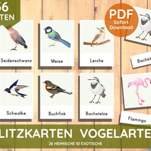 Flash Cards Montessori Lernkarten Vögel Vogelarten Ornitologie Kartensatz zum Ausdrucken PDF Download Kinder Aktionstablett Kleinkind DIY