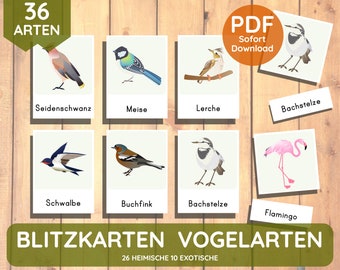 Flashcards Montessori learning cards birds bird species ornithology card set printable PDF download children's activity tray toddler DIY