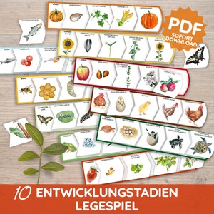 Tarjetas con imágenes de las fases del ciclo de vida Juego de aprendizaje Montessori Juego de clasificación del círculo de la vida Rompecabezas para niños pequeños PDF Juguete de bricolaje Kita para jardín de infantes Alemán
