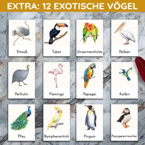 K&ouml;nnte beinhalten: Ein Set mit 12 illustrierten Karten, die verschiedene exotische V&ouml;gel zeigen. Jede Karte hat eine Aquarell-Illustration eines Vogels mit seinem Namen darunter in deutscher Sprache. Die V&ouml;gel sind: Strau&szlig;, Tukan, Unzertrennliche, Pelikan, Perlhuhn, Flamingo, Papagei, Kolibri, Pfau, Nymphensittich, Pinguin und Papageientaucher.