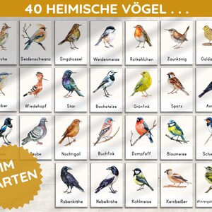 K&ouml;nnte beinhalten: Eine bunte Karte mit Illustrationen von 40 heimischen V&ouml;geln, die man im Garten beobachten kann. Jeder Vogel ist mit seinem deutschen Namen beschriftet, zum Beispiel "Lerche" und "Amsel". Die Karte tr&auml;gt den Titel "40 Heimische V&ouml;gel... Im Garten".