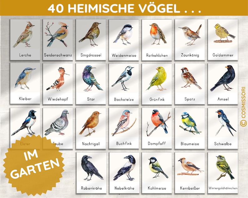 K&ouml;nnte beinhalten: Eine bunte Karte mit Illustrationen von 40 heimischen V&ouml;geln, die man im Garten beobachten kann. Jeder Vogel ist mit seinem deutschen Namen beschriftet, zum Beispiel "Lerche" und "Amsel". Die Karte tr&auml;gt den Titel "40 Heimische V&ouml;gel... Im Garten".
