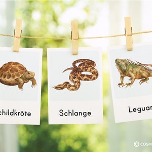 May include: Three illustrated cards with images of a turtle, snake, and iguana. The cards are labeled "Schildkr&ouml;te", "Schlange", and "Leguan" in German.