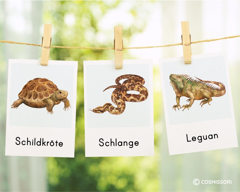 May include: Three illustrated cards with images of a turtle, snake, and iguana. The cards are labeled "Schildkr&ouml;te", "Schlange", and "Leguan" in German.