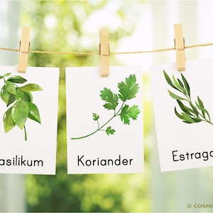 Kitchen Herbs & Medicinal Herbs Montessori Flash Cards Picture Cards PDF Card Set for Printing Children's Learning Cards Herbs Herb Pharmacy German image 5