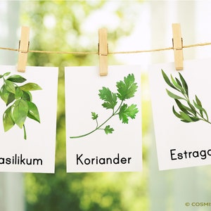 May include: Three white cards with green watercolour illustrations of basil, coriander, and tarragon herbs. The cards are hanging on a string with clothes pegs. The cards are labelled "Basilikum", "Koriander", and "Estragon".