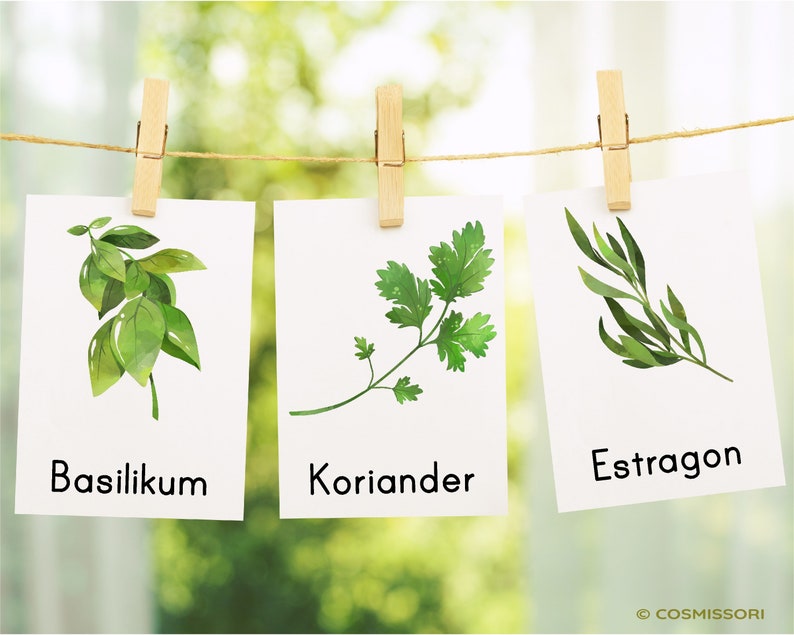 May include: Three white cards with green watercolour illustrations of basil, coriander, and tarragon herbs. The cards are hanging on a string with clothes pegs. The cards are labelled "Basilikum", "Koriander", and "Estragon".