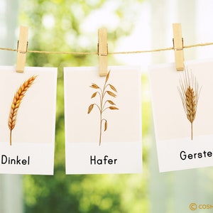 GRAIN Montessori picture cards Types of cereals Watercolor flashcards card PDF template printable child German toddler vocabulary image 4