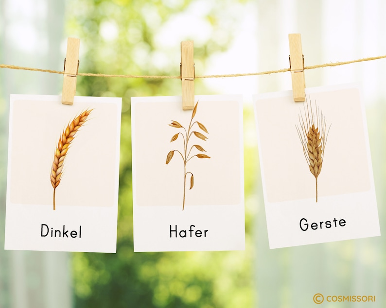 GRAIN Montessori picture cards Types of cereals Watercolor flashcards card PDF template printable child German toddler vocabulary image 4