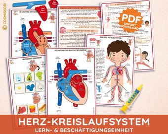 ANATOMY HEART Circulation Montessori Activity Child Learning Game Sorting Game PDF Kindergarten Daycare Schoolchild Matching Game Material German