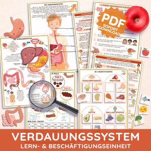May include: A collection of educational printables about the human digestive system. The materials include diagrams of the digestive system, food groups, and a stool tracker. A red apple is also included in the image. The text "VERDAUUNGSSYSTEM LERN- & BESCHÄFTIGUNGSEINHEIT" is visible.