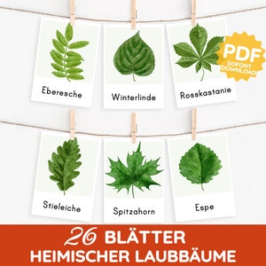 BLÄTTER Montessori Bildkarten heimische Bäume Laubbäume Wald Aquarell Lernkarten PDF Vorlage drucken Kind Kleinkind Kindergarten Kita Datei