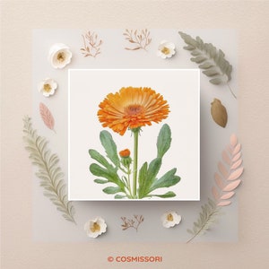K&ouml;nnte beinhalten: Eine einzelne orangefarbene Ringelblume mit gr&uuml;nen Bl&auml;ttern und einer Knospe auf wei&szlig;em Hintergrund.