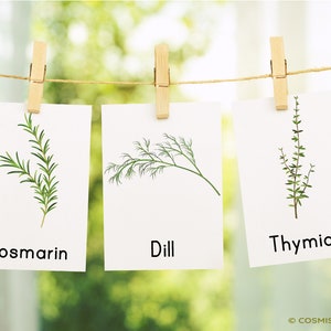 Kitchen Herbs & Medicinal Herbs Montessori Flash Cards Picture Cards PDF Card Set for Printing Children's Learning Cards Herbs Herb Pharmacy German image 8