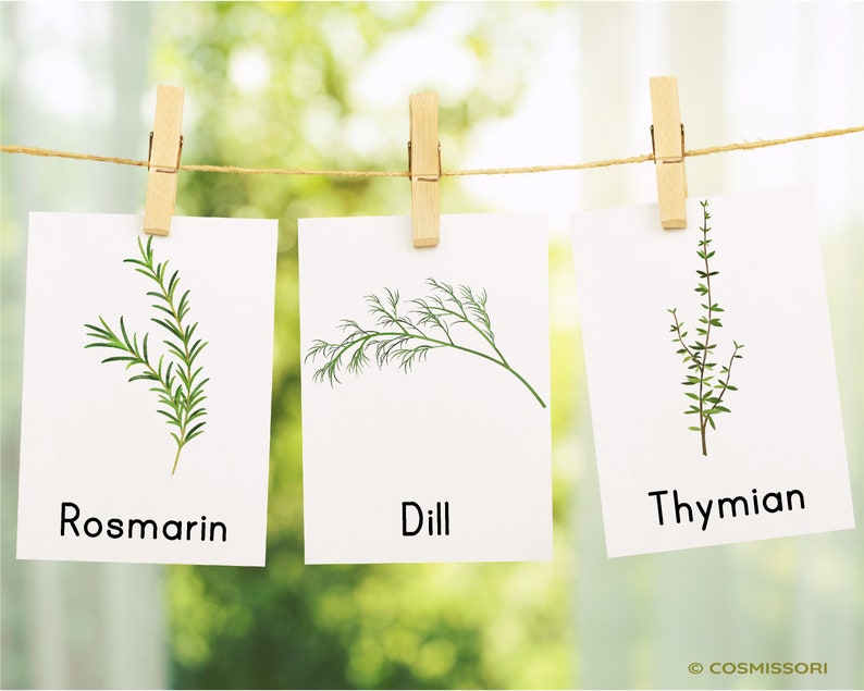 May include: Three white cards with green illustrations of herbs hanging on a clothesline with wooden pegs. The cards are labelled "Rosemary", "Dill", and "Thyme".