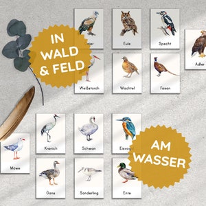 K&ouml;nnte beinhalten: Ein Satz illustrierter Lernkarten mit verschiedenen V&ouml;geln, kategorisiert in "Im Wald und Feld" und "Am Wasser". Die Karten zeigen Bilder von Kranich, Schwan, Eisvogel, Ente, Gans, Sanderling, M&ouml;we, Adler, Eule, Specht, Fasan, Wachtel und Storch.