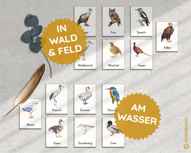 K&ouml;nnte beinhalten: Ein Satz illustrierter Lernkarten mit verschiedenen V&ouml;geln, kategorisiert in "Im Wald und Feld" und "Am Wasser". Die Karten zeigen Bilder von Kranich, Schwan, Eisvogel, Ente, Gans, Sanderling, M&ouml;we, Adler, Eule, Specht, Fasan, Wachtel und Storch.