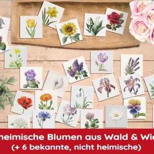 K&ouml;nnte beinhalten: Ein Set mit 26 illustrierten Blumenkarten, die eine Vielzahl von Wildblumen und Gartenblumen zeigen. Die Karten sind auf einer Holzoberfl&auml;che mit einem Strau&szlig; rosa Rosen in der oberen rechten Ecke angeordnet. Der Text auf den Karten lautet "20 heimische Blumen aus Wald & Wiese (+ 6 bekannte, nicht heimische)"