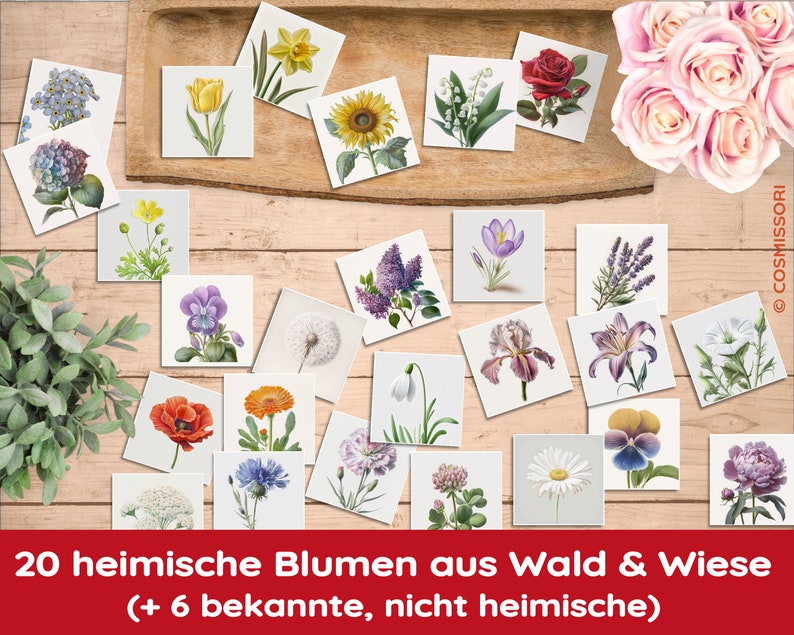 K&ouml;nnte beinhalten: Ein Set mit 26 illustrierten Blumenkarten, die eine Vielzahl von Wildblumen und Gartenblumen zeigen. Die Karten sind auf einer Holzoberfl&auml;che mit einem Strau&szlig; rosa Rosen in der oberen rechten Ecke angeordnet. Der Text auf den Karten lautet "20 heimische Blumen aus Wald & Wiese (+ 6 bekannte, nicht heimische)"