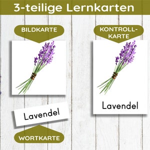 Kitchen Herbs & Medicinal Herbs Montessori Flash Cards Picture Cards PDF Card Set for Printing Children's Learning Cards Herbs Herb Pharmacy German image 3