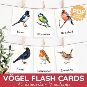 OISEAUX Cartes illustrées Montessori Connaissances sur les oiseaux locaux Ornithologie Cartes d'apprentissage aquarelle Modèle PDF Imprimer Enfant Tout-petit Jardin d'enfants Garderie Fichier