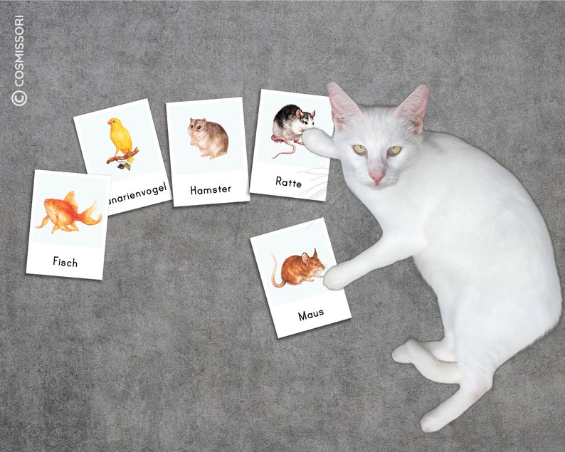 PETS Montessori Picture Cards Watercolor Learning Cards Small Animal Rodent Card PDF Template Printable Child German Toddler Vocabulary Expansion image 4