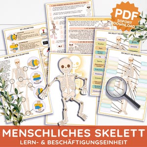 Puede incluir: Imprimibles educativos sobre el esqueleto humano. La imagen muestra diagramas de huesos, articulaciones y un modelo de esqueleto. El texto incluye "PDF" y "SOFORT DOWNLOAD". El tema es el aprendizaje y la educación.