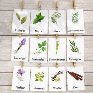 Kitchen Herbs & Medicinal Herbs Montessori Flash Cards Picture Cards PDF Card Set for Printing Children's Learning Cards Herbs Herb Pharmacy German image 7