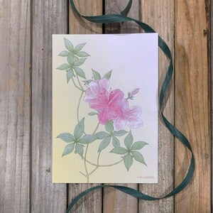 Rhododendron, 6 Grußkarten, innen leer
