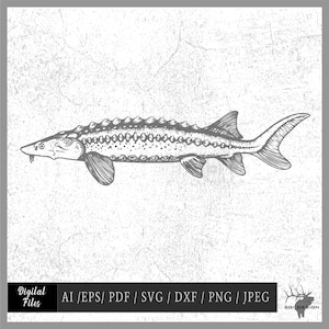 Sturgeon 01 vector eps / ai / svg / dxf / jpeg / pdf / png Fish Fishing