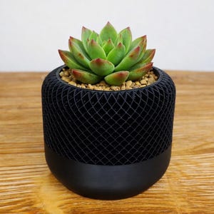 Puede incluir: Una pequeña maceta negra con un diseño de malla geométrica, que contiene una suculenta verde con hojas de punta roja. La maceta está sobre una superficie de madera, creando un contraste natural.