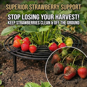 Peut inclure: Support de fraises en métal noir avec une plante de fraises au centre, portant des fruits rouges. Le texte en haut indique "SUPERIOR STRAWBERRY SUPPORT" et "STOP LOSING YOUR HARVEST!" pour garder les fraises propres.