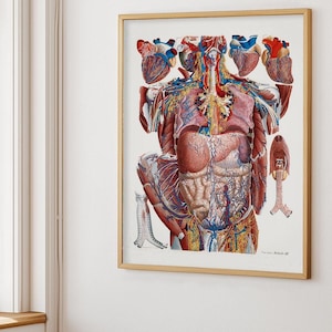 Vintage Thorax Anatomy Print: Muscle Illustration, Human Body Poster