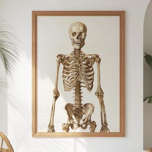 Skeletposter, anatomieprint, vintage reproductie, anatomieprint, wetenschappelijke kunst, medische kaart, oefencadeau