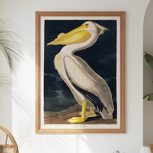 Pelican Poster Print: Vintage Audubon Bird Illustration