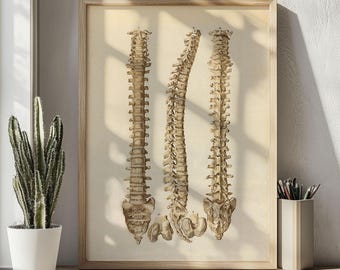Vintage Spine Anatomy Print, Medical Poster, Antique Doctor Office Wall Art