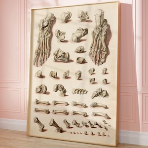 Knochen des Fußes Illustration, Orthopädisches Schaubild, Skelett eines Fußes, Anatomie Druck
