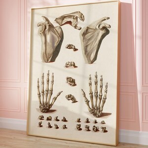 Handknochen Illustration, Orthopädischer Druck Vintage, Skelett einer Hand, Anatomie Zeichnung