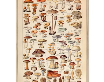 Mushroom poster, Mushroom print